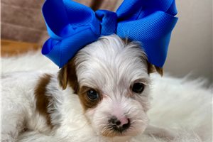Aggy - puppy for sale