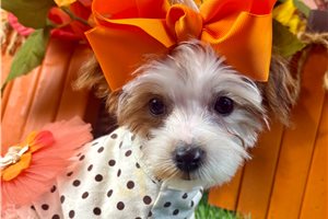 Aggy - Yorkiepoo for sale