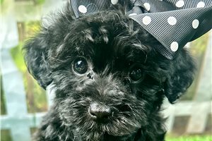 Adri - Yorkiepoo - Yorkie Poo for sale