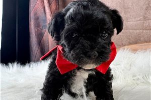 Abner - puppy for sale