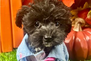Abner - Yorkiepoo for sale