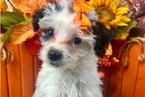Agatha - Yorkiepoo - Yorkie Poo for sale