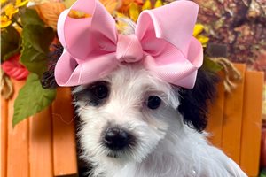 Agatha - Yorkiepoo for sale
