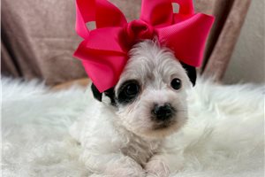 Agatha - Yorkiepoo - Yorkie Poo for sale