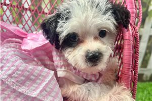 Agatha - Yorkiepoo - Yorkie Poo for sale