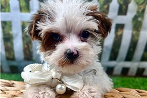 Aggy - Yorkiepoo for sale