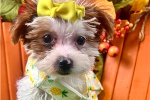 Aggy - Yorkiepoo for sale