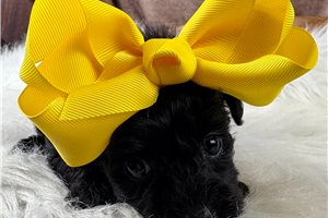 Adri - puppy for sale