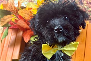 Abner - Yorkiepoo - Yorkie Poo for sale