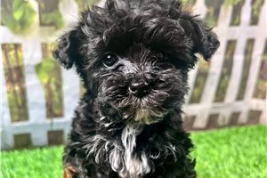 Abner - Yorkiepoo - Yorkie Poo for sale