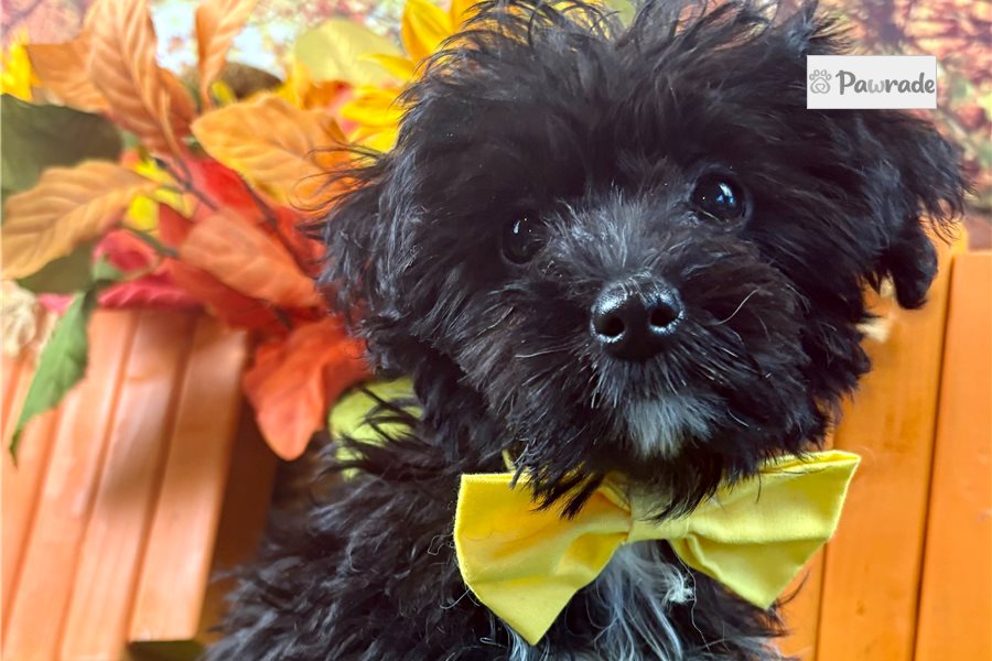 Abner - Yorkiepoo for sale