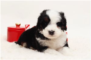Cocoa - Bernedoodle for sale