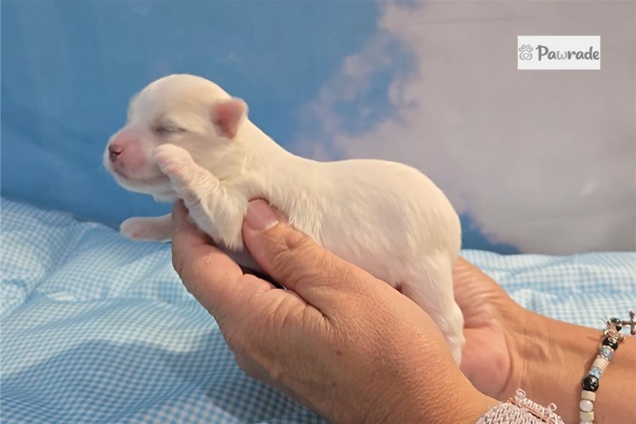 Sask - Maltese for sale