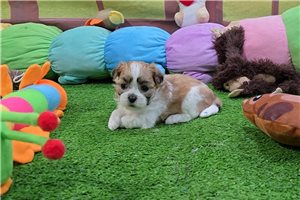 Chance - Mal-Shi - Malshi for sale
