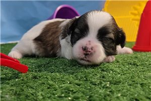 Chase - puppy for sale