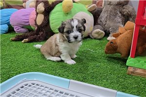 Champ - Mal-Shi - Malshi for sale
