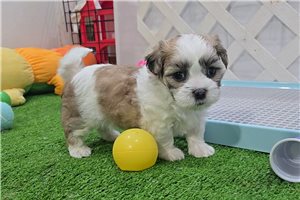Chase - Mal-Shi - Malshi for sale