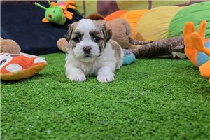Chase - Mal-Shi - Malshi for sale