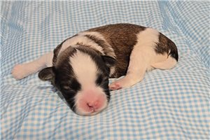 Murphy - Mal-Shi - Malshi for sale