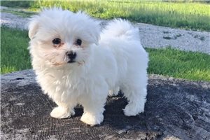 Deputy - puppy for sale