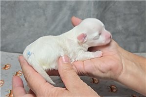 Griffin - puppy for sale