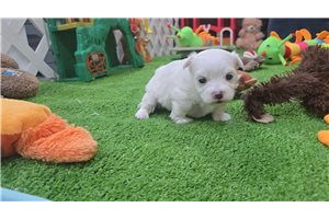 Frank - Maltese for sale