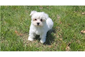 Deputy - puppy for sale