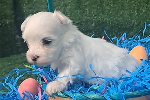 Deeks - puppy for sale
