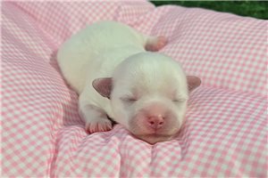 Cara - Maltese for sale