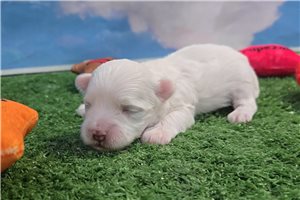 Graham - Maltese for sale