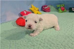 Beans - Maltese for sale