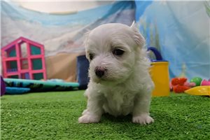 Grant - Maltese for sale