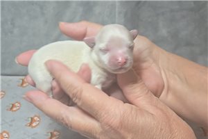 Giovanni - Maltese for sale