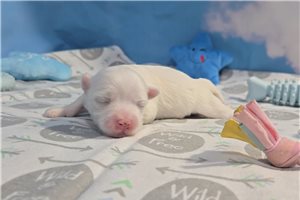 Frank - puppy for sale