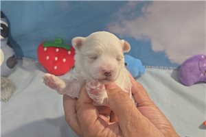 Emmett - puppy for sale