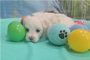 Elsie - Maltese for sale