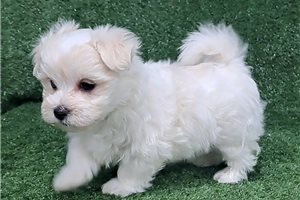 Brogan - puppy for sale