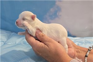 Sask - puppy for sale