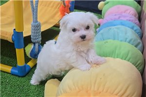 Beans - Maltese for sale