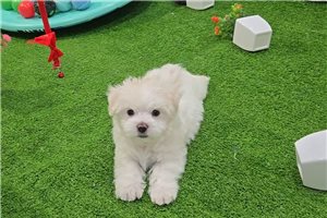 Elvis - Maltese for sale