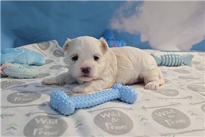 Emmett - Maltese for sale