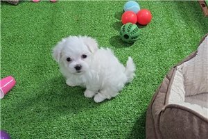 Griffin - Maltese for sale