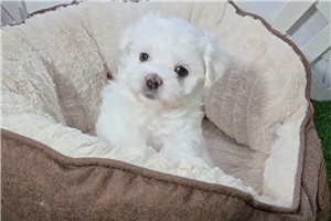 Graham - Maltese for sale