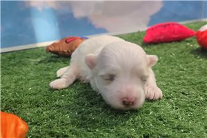 Grant - Maltese for sale