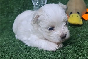 Bruiser - puppy for sale
