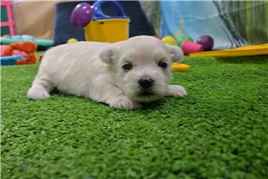Giovanni - Maltese for sale