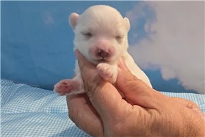 Sarge - puppy for sale