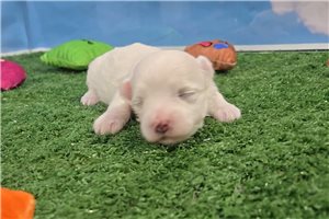 Griffin - Maltese for sale