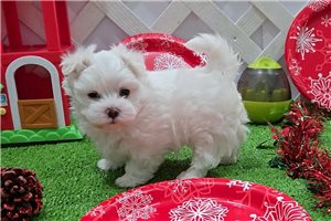 Liam - Maltese for sale