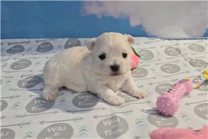 Erica - Maltese for sale